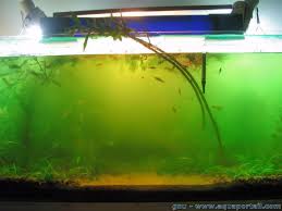 Eau Verte Definition Et Explications