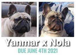 Akc reg champion bloodline ,shots,worming,vet checked on flea and heart worm prevention ,very playful and cute! Texas French Bulldog Breeders Blue Chocolate Lilac Pied Puppies