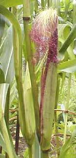 The parent plant was grown in 1914 along with others of the variety known as pride of the north. Corn Maize Flowers