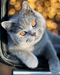British Shorthair Cat Pretty Cats British Blue Cat Silly Cats Pictures