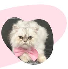 Our at home dog grooming services are as economical as they are exceptional. Mobile Pet Grooming Miami Mobile Dog Grooming Near Me