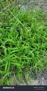 Image result for Paspalum conjugatum