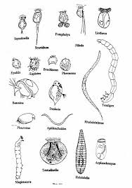 52 Rigorous Pond Microorganisms Identification Chart