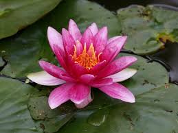 Maybe you would like to learn more about one of these? Flowers Black Background Lotus Flower Wallpapers Hd Desktop And Mobile Backgrounds