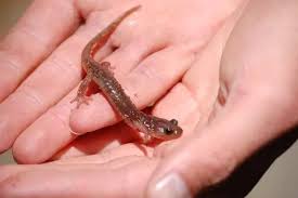 Image result for Aneulophus