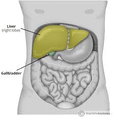 Learning these terms can seem a bit like a foreign language to being with, but they quickly become second nature. The Gallbladder Biliary Tree Gallstones Teachmeanatomy