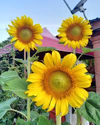 Bunga matahari (helianthus annuus l.) merupakan salah satu jenis bunga yang banyak diketahui mempunyai ciri fisik yang unik, berwarna kuning, berukuran besar & kepala bunga yang besar (bisa. Thernzstore Biji Benih Bunga Matahari Besar 10 Seeds Facebook