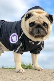Check spelling or type a new query. Pin By Supreme Dog Garage On Hype Dog Streetwear Urban Dog Dog Trends Designer Dog Clothes