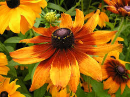 Image result for Rudbeckia hirta