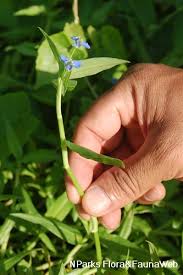 Image result for Commelina diffusa