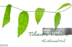 Image result for Tiliacora