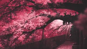 780 best cherry blossom free video clip downloads from the videezy community. Sakura Tree Wallpaper Gif