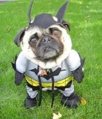 disfraz para mascotas smeshnye foto sobak samye milye zhivotnye milye sobaki