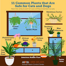 Plants and flowers bad for cats. Liven Up Your Space With These Pet Friendly Plants Aspca