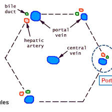 Kevin petti describes the structure and function of a liver lobule. Https Www Who Int Docs Default Source Searo Hiv Hepatitis Training Modules 02 Stucture Function Liver Pdf Sfvrsn 128e24c8 2