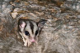 5 Jenis Dan Harga Sugar Glider Yang Paling Banyak Di Minati Minews Id