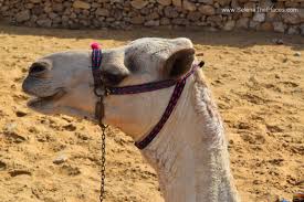 But first we need some information about the person. Oh The Places We Will Go The Great Pyramids Of Egypt