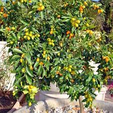 The orange tree is a fruit tree added in the june 26, 2020 update. How To Grow Dwarf Citrus Trees Gardener S Path