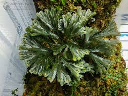 Image result for Selaginella versicolor