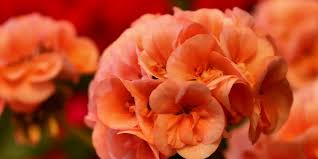 Image result for foto muškáty