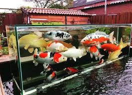 Menurut feng shui, letak kolam ikan di rumah juga dapat menentukan keberuntungan dan bahkan kesehatan anggota keluarga. 6 Fakta Manfaat Ikan Koi Bisa Bawa Keberuntungan
