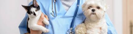 Maybe you would like to learn more about one of these? 5 Best Veterinarians In San Diego