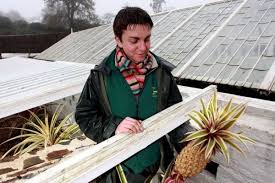 Jual mainan bongkar pasang kayu anak tema buah buahan fruits wooden puzzle kota surabaya bugul shop tokopedia. 10 Buah Termahal Di Dunia Harganya Bisa Dibuat Beli Mobil Lho