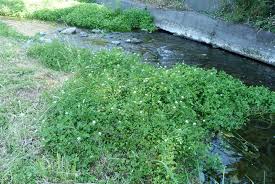 Image result for Nasturtium microphyllum