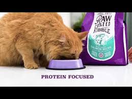I want to know that i'm giving my kitties the safest food possible, so i spent some time looking around the stella & chewy website. Stella Chewy Advertisement Youtube