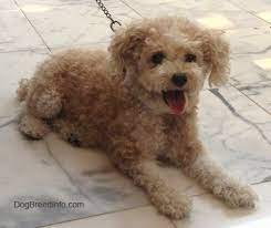 Poodles of all kinds are known to be great. Toy Poodle Dog Breed Information And Pictures