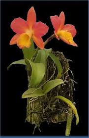 Image result for Volusia resupinata