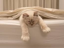 View deals for pension im bett, including fully refundable rates with free cancellation. Katze Im Bett Schlafen Lassen Ja Oder Nein