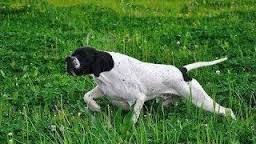 Pointer Ferma Ile Ilgili Gorsel Sonucu English Pointer Dog German Shorthaired Pointer Pointer Puppies