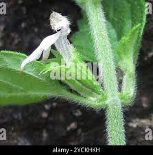 Image result for Leucas glabrata