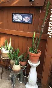 Pin On Succulent And Cactus