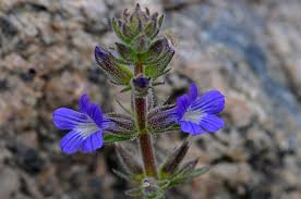 Image result for Stemodia serrata