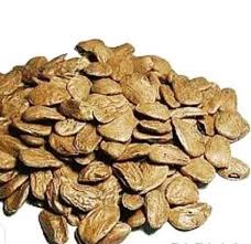 Image result for Hunteria umbellata