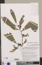 Image result for Octolepis