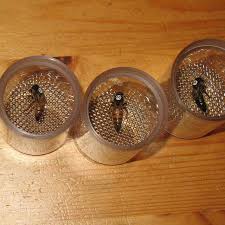 In 2020 we produced over 400 mated queens for our own use and for sale. Vp Queen Bees Vsh Breeding Stock