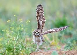 Dusti currently lives in new river, arizona with her husband, three daughters, a dozen tarantulas, a gopher snake named burrito, a king snake name read more. Burrowing Owl The Peregrine Fund