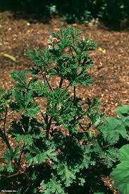 Image result for Pelargonium graveolens