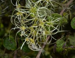 Image result for Clematis hirsuta