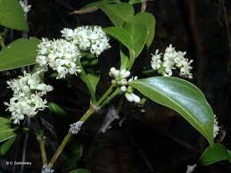 Image result for Psydrax fragrantissima