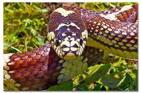 Common Kingsnake Lampropeltis Getula Desertusa Cute Snake Snake Reptiles Names