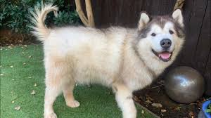 Alopecia x is a term given by many veterinary dermatology professionals to describe a hair cycle abnormality which is known to affect predominantly nordic breeds, pomeranians. Giant Malamute With Alopecia X Coat Funk Phil S Update Youtube