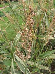 Image result for Sorghum versicolor
