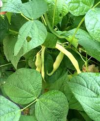 Maybe you would like to learn more about one of these? Pin On Veggies To Grow From Seeds
