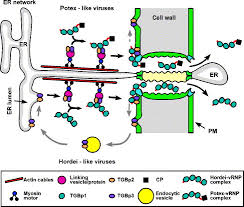 Check spelling or type a new query. Plant Viral Movement Proteins Agents For Cell To Cell Trafficking Of Viral Genomes Sciencedirect