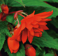 Image result for Begonia horticola