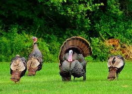 Are You Wondering How To Hunt During The Turkey S Mating Season Then Read On To Learn All About It For A More Successful Hu Backyard Birds Wild Turkey Smokies